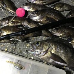 コロナに負けずコスモに